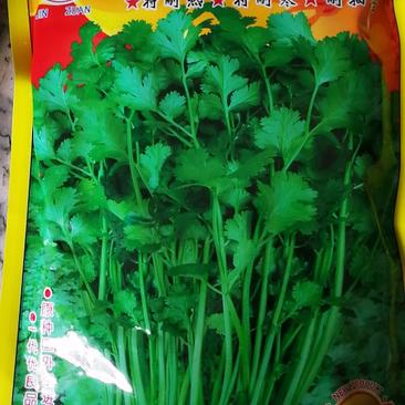 香菜种子耐热耐寒耐抽答抗病高产欢迎购买。