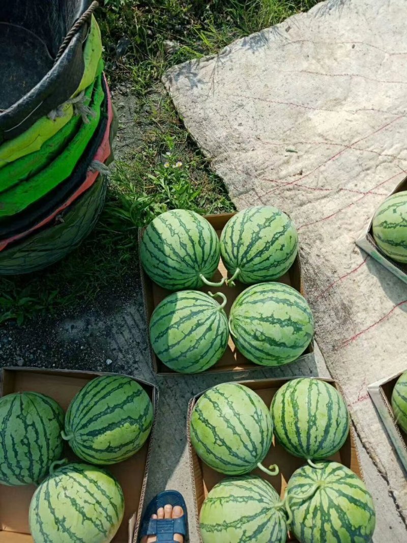 西瓜美都西瓜京欣红土地直播头茬瓜可打托盘