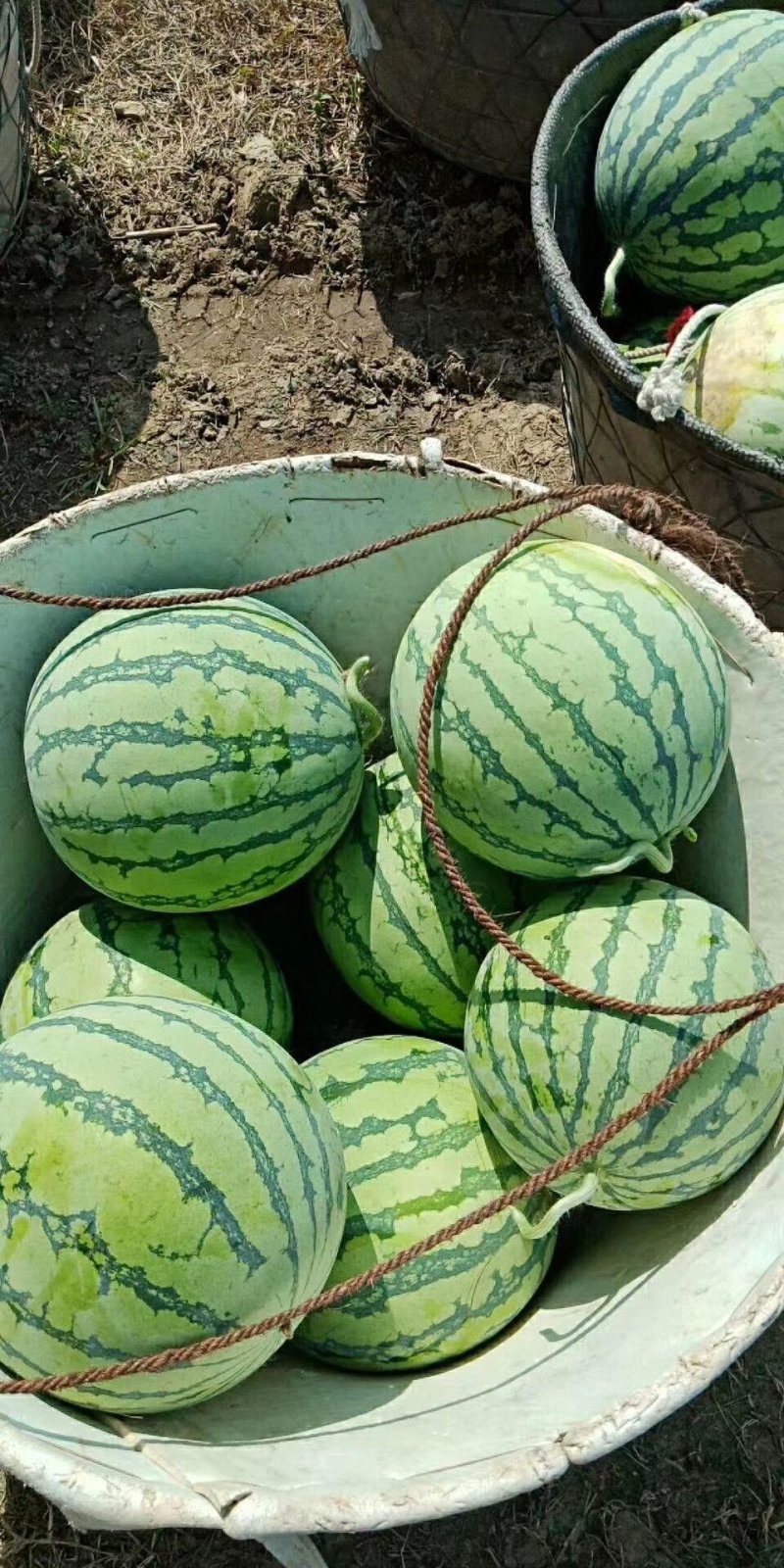 西瓜美都西瓜京欣红土地直播头茬瓜可打托盘