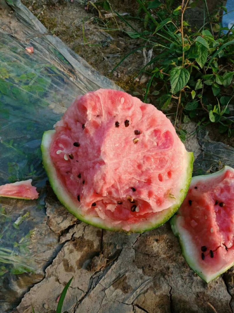 西瓜美都西瓜京欣红土地直播头茬瓜可打托盘