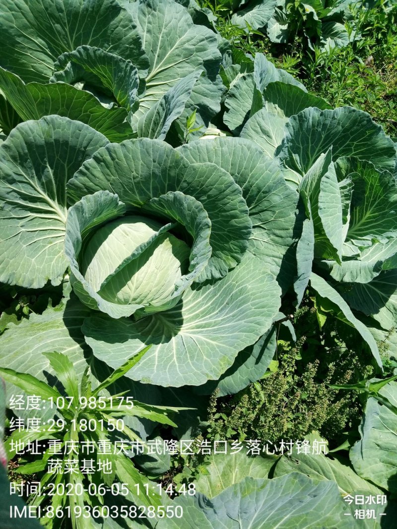 莲白菜(包菜)莲花白