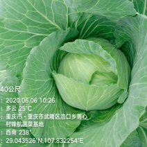莲白菜(包菜)莲花白