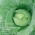 莲白菜(包菜)莲花白