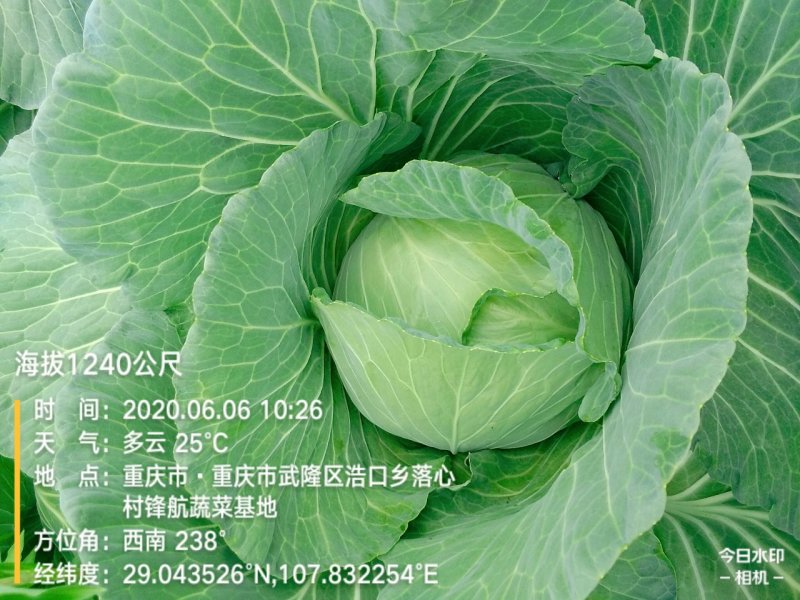莲白菜(包菜)莲花白