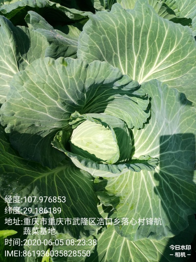 莲白菜(包菜)莲花白
