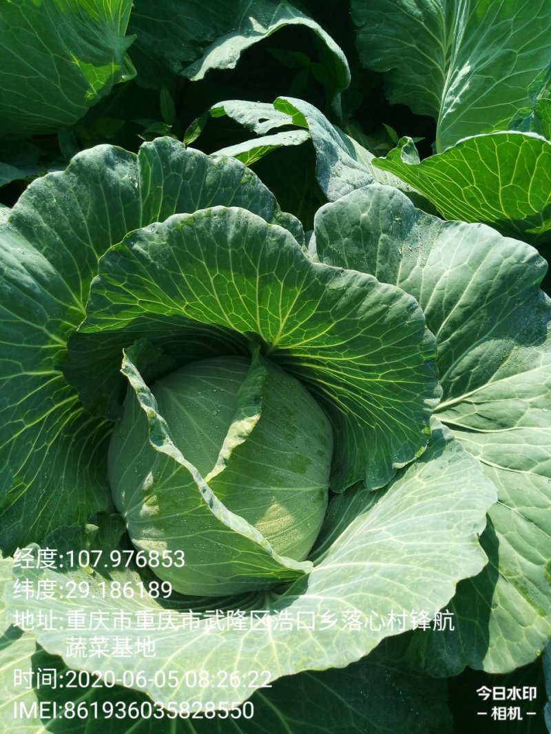 莲白菜(包菜)莲花白