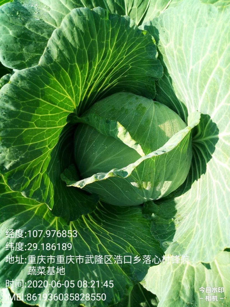 莲白菜(包菜)莲花白