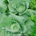 莲白菜(包菜)莲花白