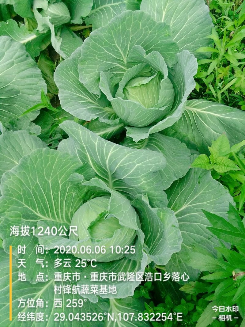 莲白菜(包菜)莲花白