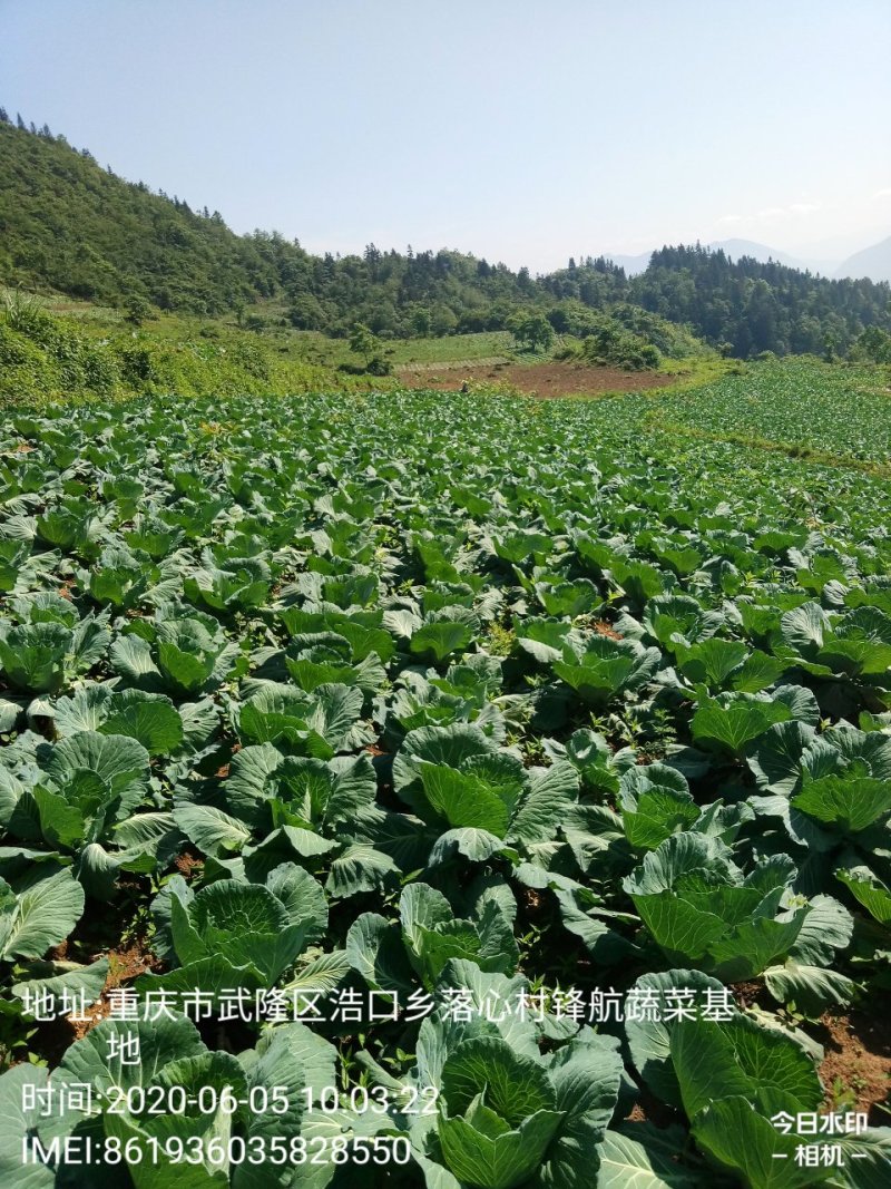 莲白菜(包菜)莲花白