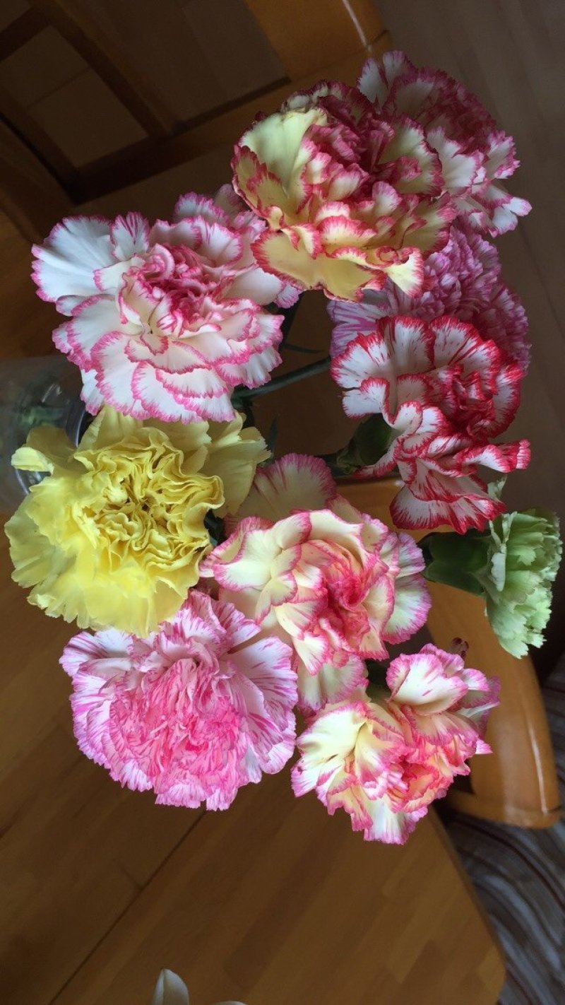 康乃馨鲜切花大量供应昆明基地直发保证质量