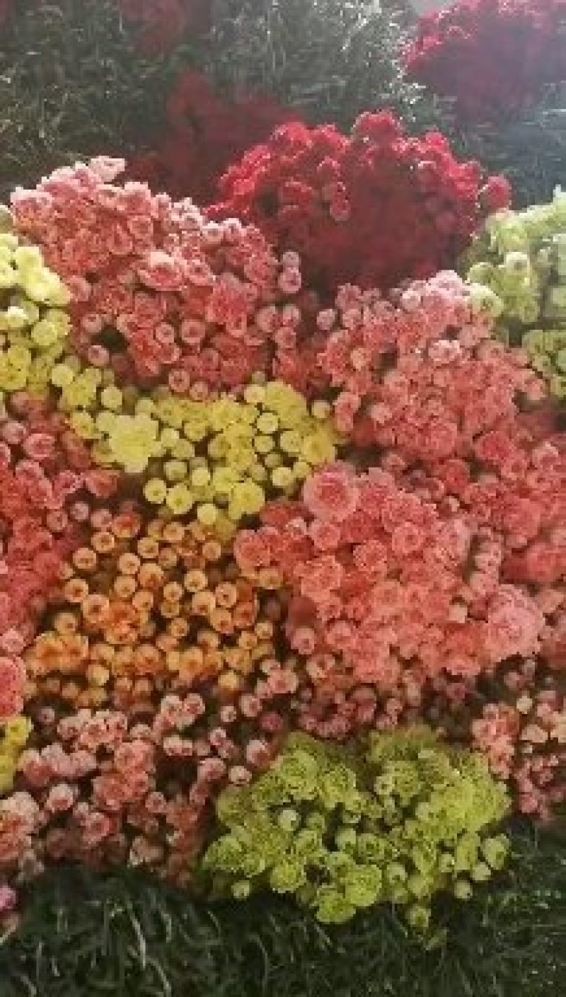 康乃馨鲜切花大量供应昆明基地直发保证质量