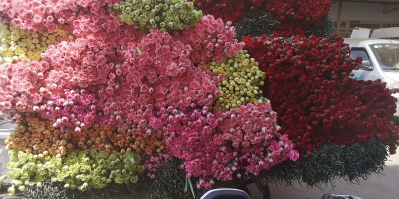 康乃馨鲜切花大量供应昆明基地直发保证质量