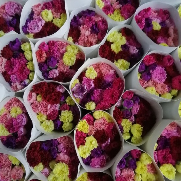 康乃馨鲜切花大量供应昆明基地直发保证质量