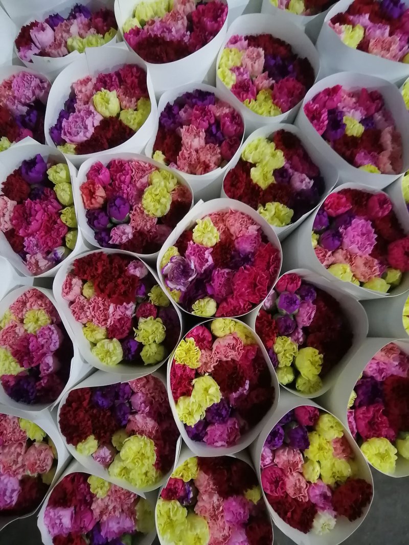 康乃馨鲜切花大量供应昆明基地直发保证质量