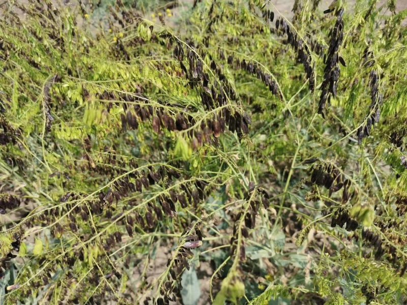 基地直销纯新板蓝根种子