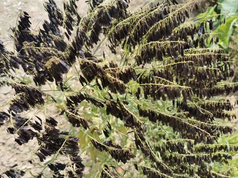 基地直销纯新板蓝根种子