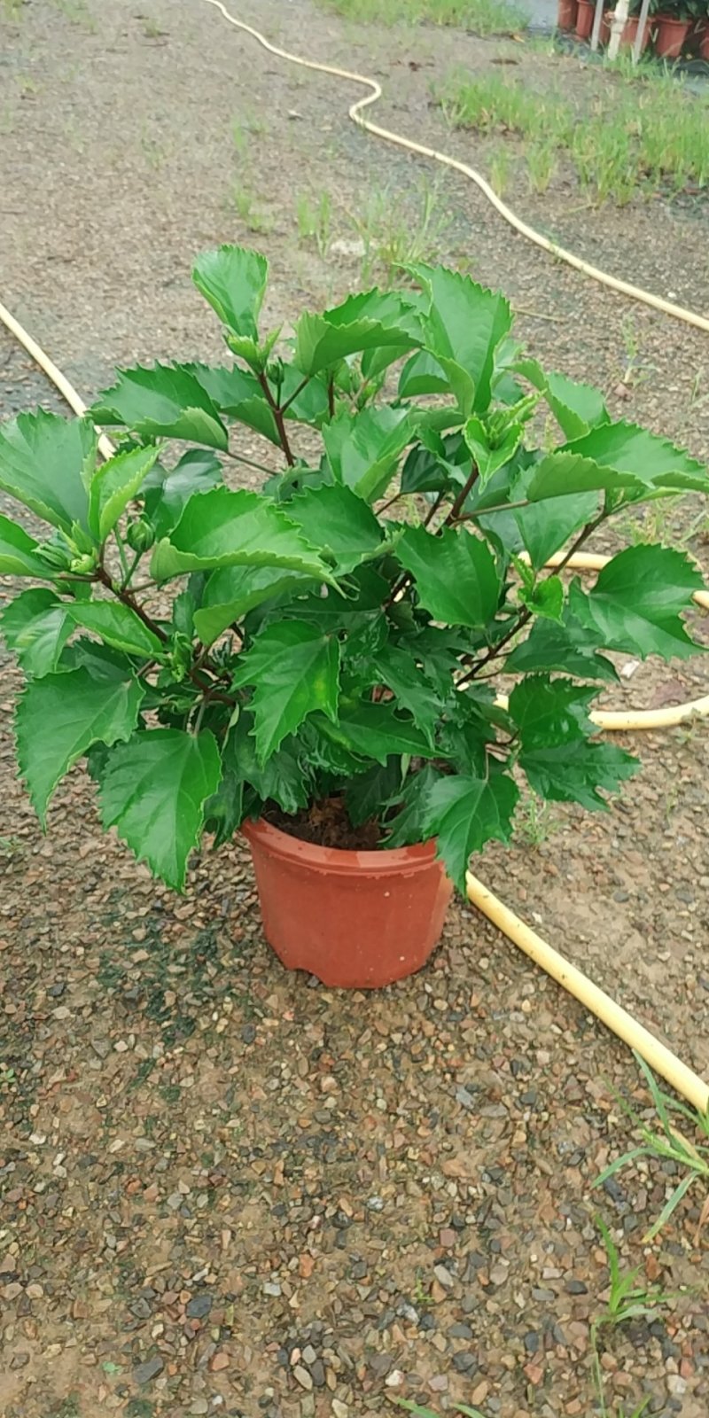 大红花，好货，好货，好货