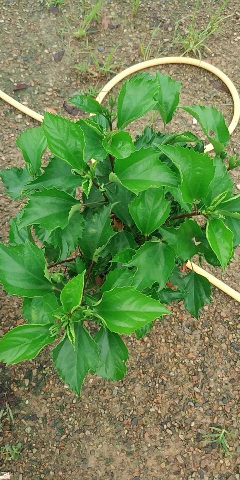 大红花，好货，好货，好货