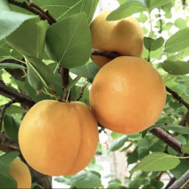 陕西省合阳县爱贴村金太阳吃核杏