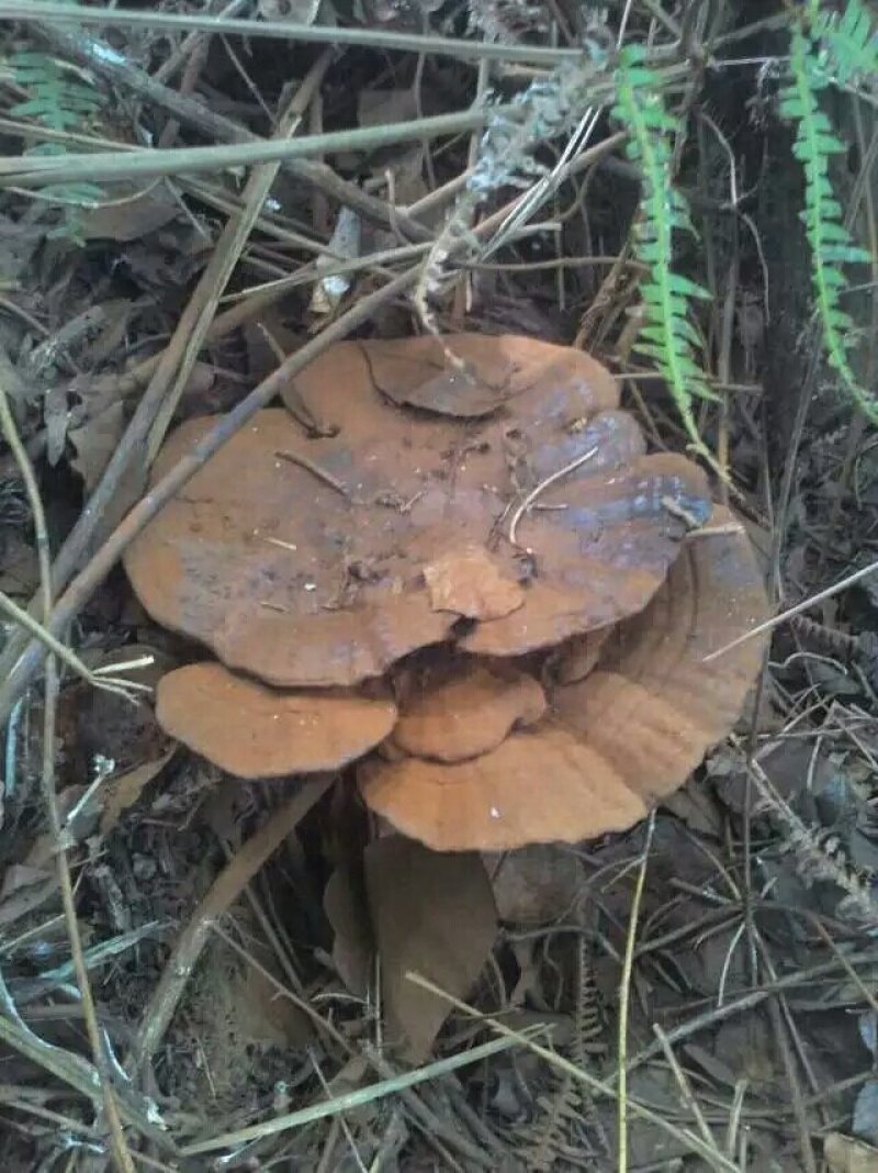 今年新鲜野生黑灵芝