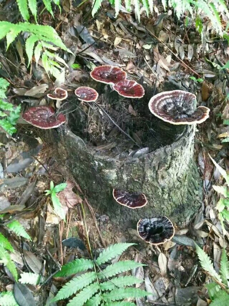 今年新鲜野生黑灵芝