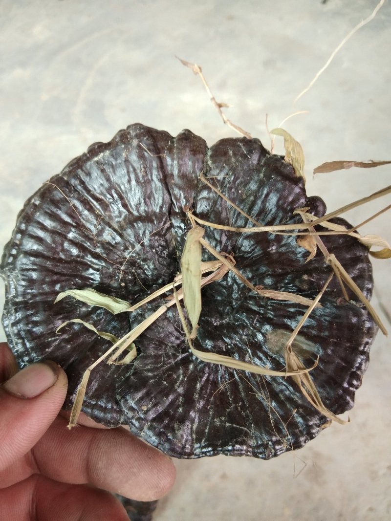 今年新鲜野生黑灵芝