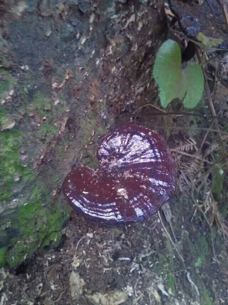 今年新鲜野生黑灵芝