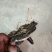 今年新鲜野生黑灵芝