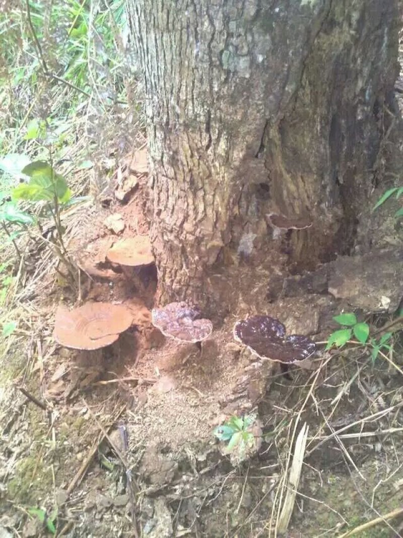 今年新鲜野生黑灵芝