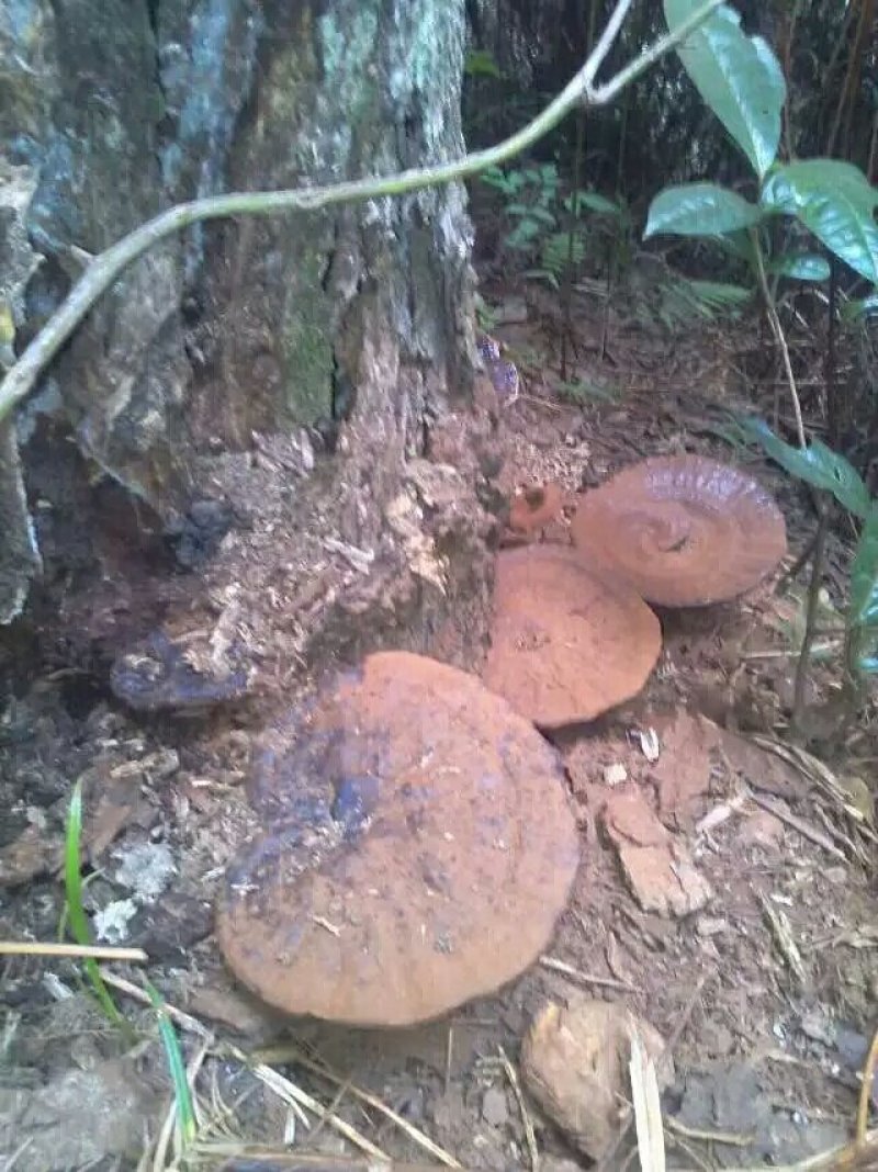 今年新鲜野生黑灵芝