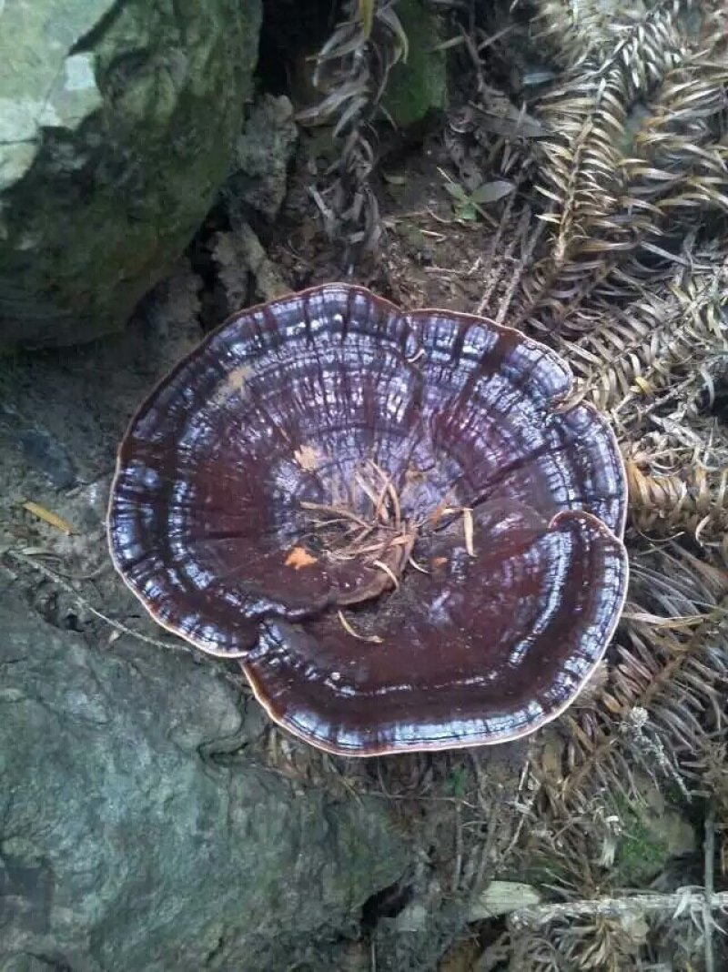 今年新鲜野生黑灵芝
