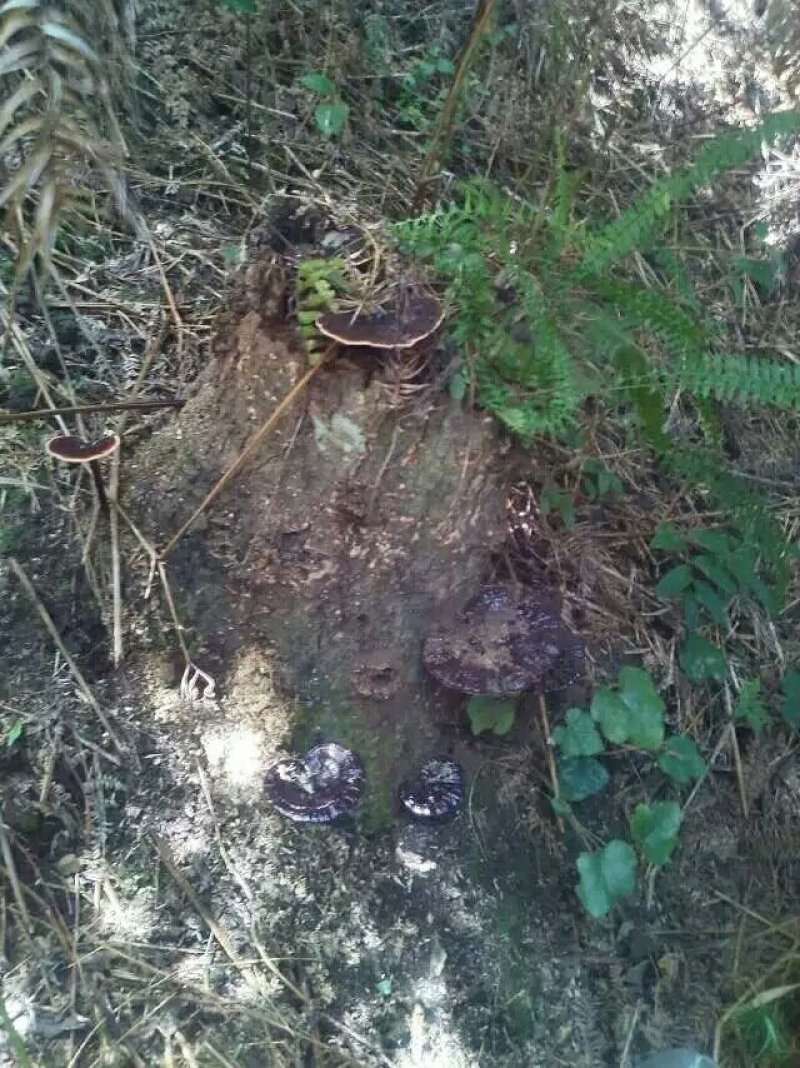 今年新鲜野生黑灵芝