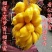 榴莲蜜苗营养杯苗带土带叶发货种植可盆栽地栽