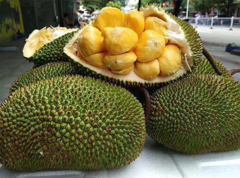 榴莲蜜苗营养杯苗带土带叶发货种植可盆栽地栽