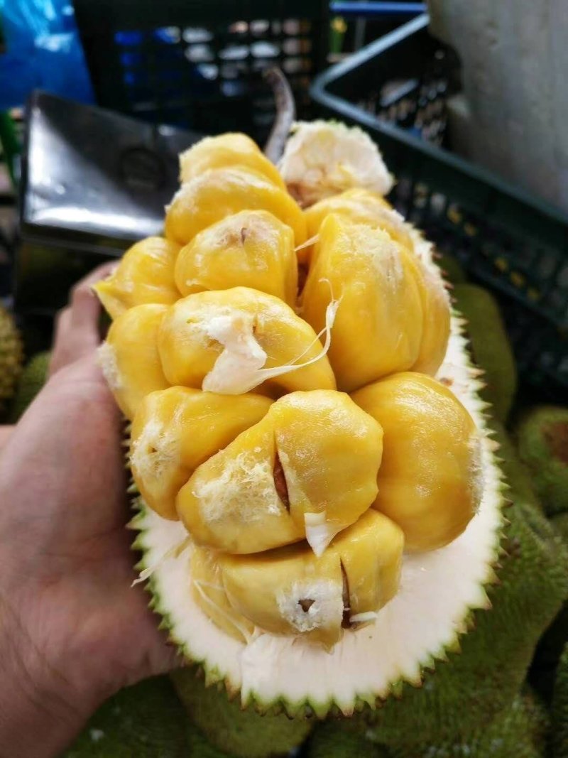 榴莲蜜苗营养杯苗带土带叶发货种植可盆栽地栽