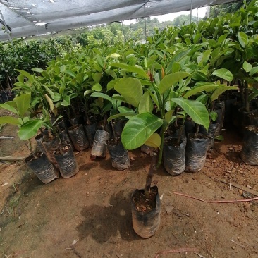 榴莲蜜苗营养杯苗带土带叶发货种植可盆栽地栽