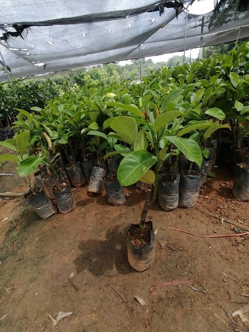 榴莲蜜苗营养杯苗带土带叶发货种植可盆栽地栽