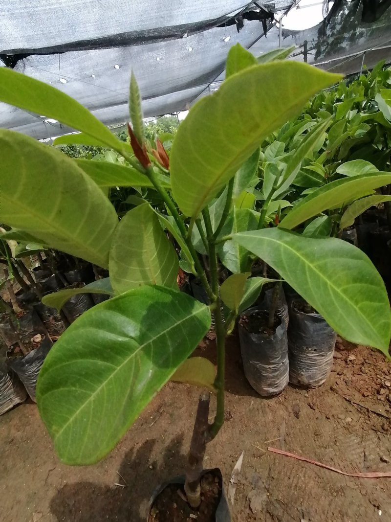 榴莲蜜苗营养杯苗带土带叶发货种植可盆栽地栽