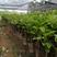 榴莲蜜苗营养杯苗带土带叶发货种植可盆栽地栽