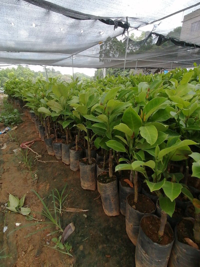 榴莲蜜苗营养杯苗带土带叶发货种植可盆栽地栽