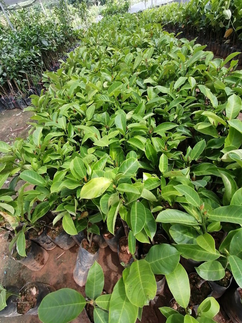 榴莲蜜苗营养杯苗带土带叶发货种植可盆栽地栽