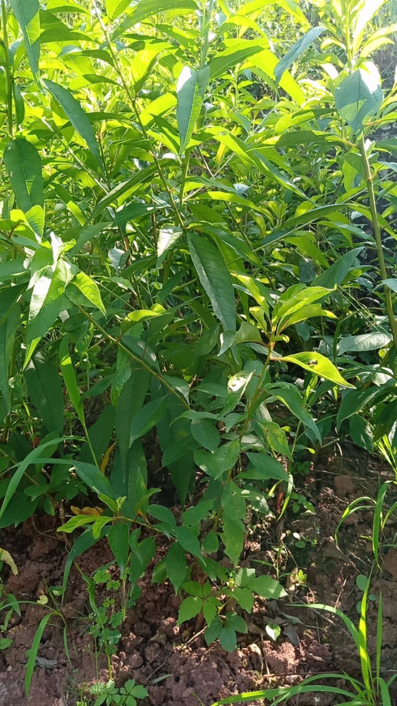 桃树苗，青香桃，{香桃)，脱骨桃，平均300克。