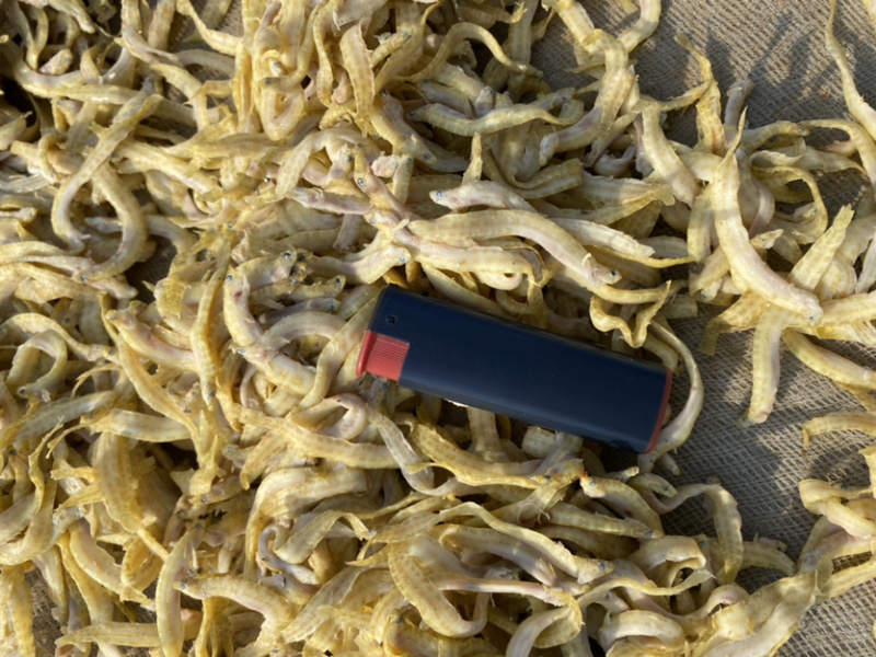 凤尾鱼（可用于加工休闲小食品，麻辣鱼等。量大）