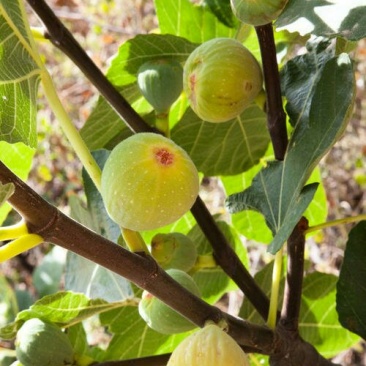 斯特拉无花果，芭劳奈，华丽，黄蟠，紫果，青皮，圣亚，
