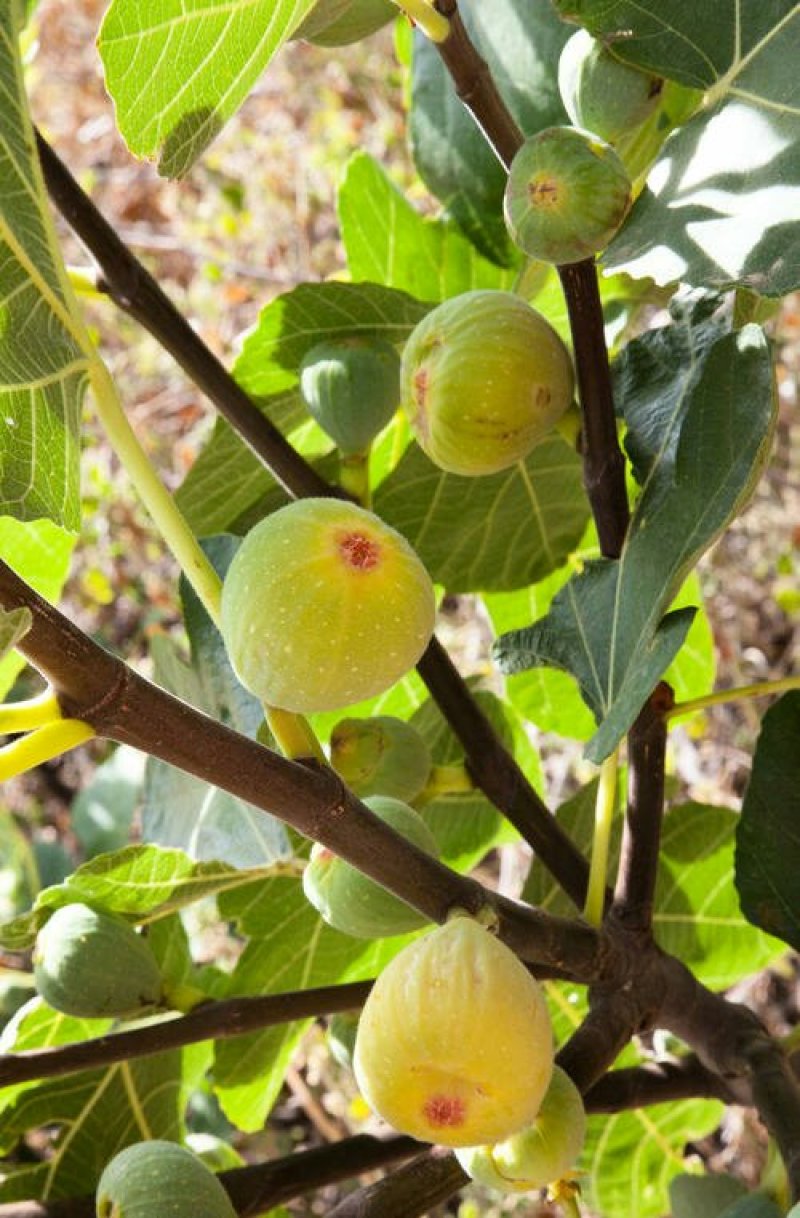 斯特拉无花果，芭劳奈，华丽，黄蟠，紫果，青皮，圣亚，