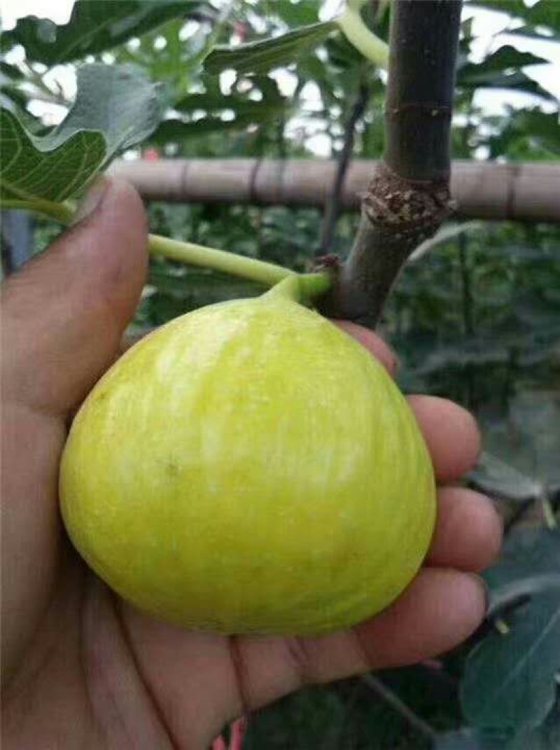 斯特拉无花果，芭劳奈，华丽，黄蟠，紫果，青皮，圣亚，