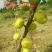 斯特拉无花果，芭劳奈，华丽，黄蟠，紫果，青皮，圣亚，