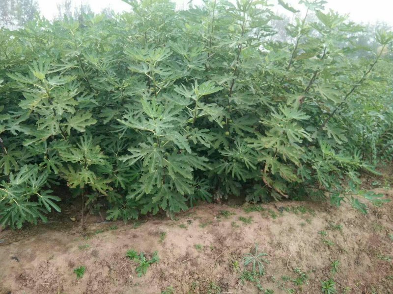 斯特拉无花果，芭劳奈，华丽，黄蟠，紫果，青皮，圣亚，
