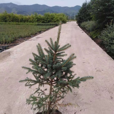 云杉杯苗1米起步土球质量好成活率高